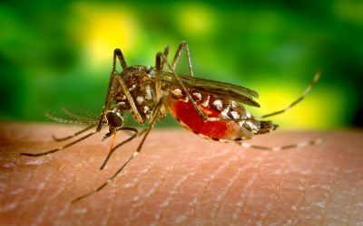 Buzz Off! How to Stop Mosquitoes Breeding in Your Yard