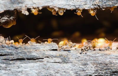 Termite Damage: Just How Much Can They Cause?