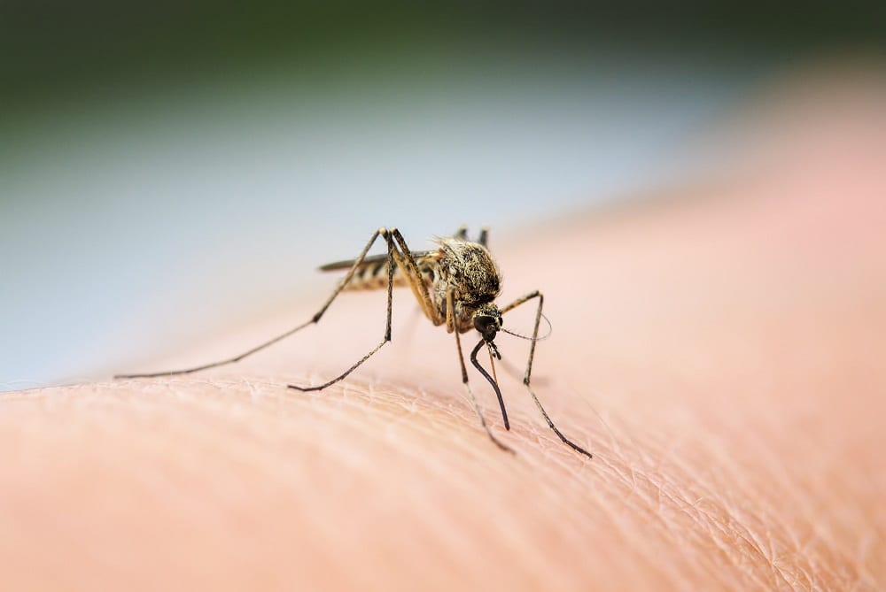 Different Types of Natural Mosquito Control