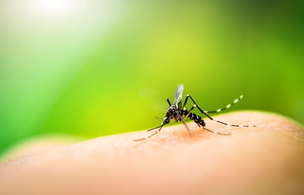 5 Important Reasons for Controlling Mosquitoes With Professional Help